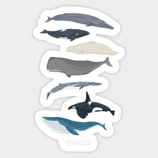 Whales Sticker